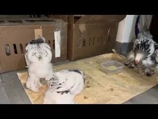 Brahamas armiñados de color blanco con 2 meses de vida