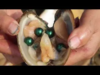 Rare giant purple clams witness the magic of beautiful