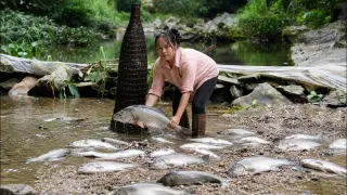 Harvesting A Lot Of Big Perch Fish In The Stream