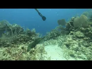 CLIP Dive 131 Psycho the Green Moray Eel Virginia s Wall 2