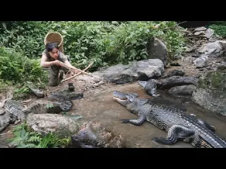 Crocodile hunting skills with bow and arrow wild boar