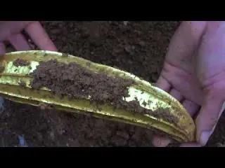 wow discovery of gold statues and gold nuggets