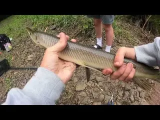 Sight Fishing GAR in Creek Mouth NEW PB