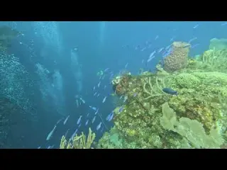 CLIP Dive Juvenile Creole Wrasse Mary s Place