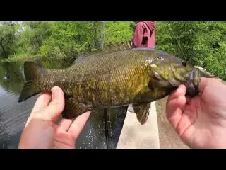 Fishing a FLOODED CREEK Loaded with SMALLMOUTH Bass