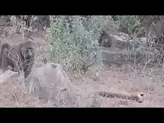 poor leopard trap and attack by baboons it can t escape