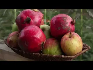 Harvesting Persimmon and Keeping Them for Winter WITHOUT