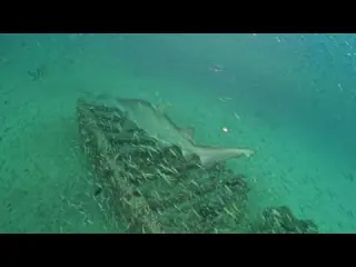 Surrounded by Sand Tigers on the Dixie Arrow Sept
