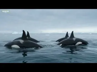 The Killer Whale Orca Grandmother Problem