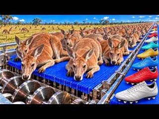 Inside the Kangaroo Leather Factory How Kangaroo Hides