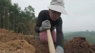 A million dollar treasure lost inside a termite nest will
