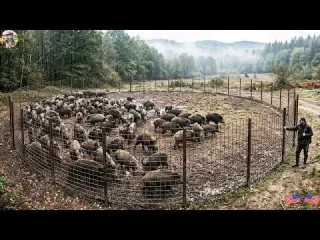 Large Scale Wild Boar Trap Can a Giant Steel Cage Hold the