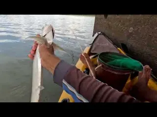 Pescaria de corvinas e olha o monstro que engoliu a isca