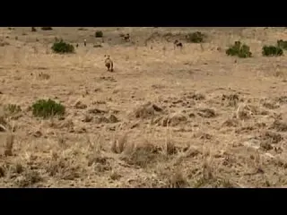 lioness hunting a piglet strolling in the plain video