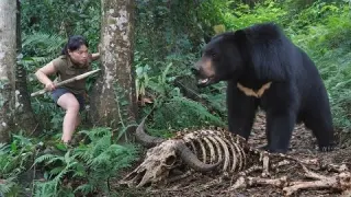 Survival Skills Attacked by Wild Animals in the Wilderness