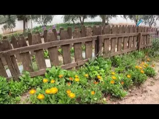 Köyde Doğal Hayat Köy Yemekler için Bahçe Ekimi