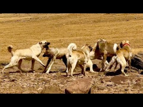 KÖPEKLER BİRBİRİNE GİRDİ ORTALIK TOZ DUMAN
