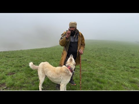 BÖYLE YÜREKLİ KÖPEK GÖRMEDİM - YOLCULUĞUN SON GÜNLERİ (20