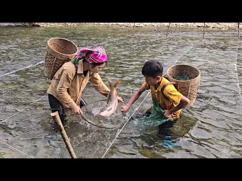 Trapping catfish for sale using primitive fishing methods –