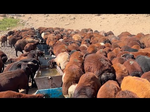 İKİ KOYUN ÖLDÜ KÖPEKLER YEDİ - KOYUN AŞILAMA DÖNEMİ