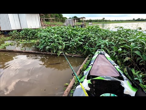 Pescaria com a água barrenta é fatal pra esses peixes