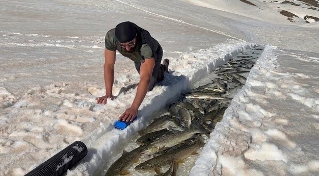 The Fish Slid Through the Snow Into My Shelter
