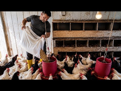 Köyde Günlük Hayat ve Tavuklar