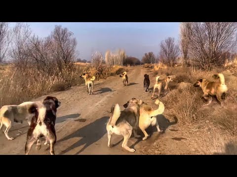KÖPEKLER BİRBİRİNE GİRDİ--AYIRMAYA ÇALIŞIRKEN KÖPEK BENİ
