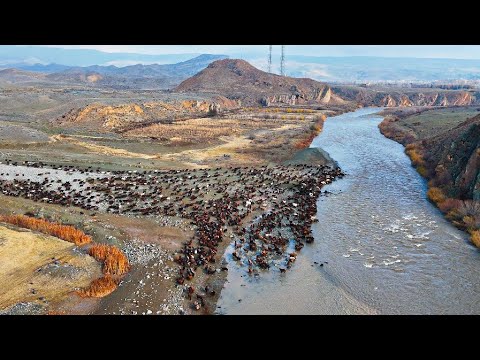 ERMENİSTAN İLE TÜRKİYE SINIRINDAN GEÇEN SÜRÜLER - ARAS NEHRİ