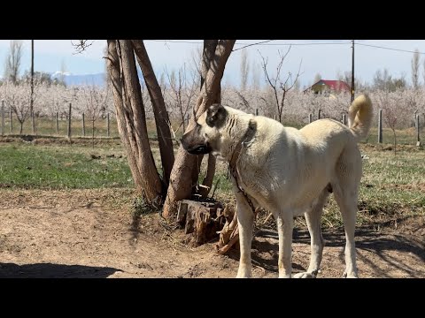 TABLO GİBİ DİŞİ KÖPEK TALİHSİZ KAZA