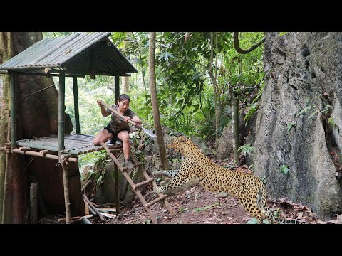 Accidentally encountered a big tiger hunting, built an