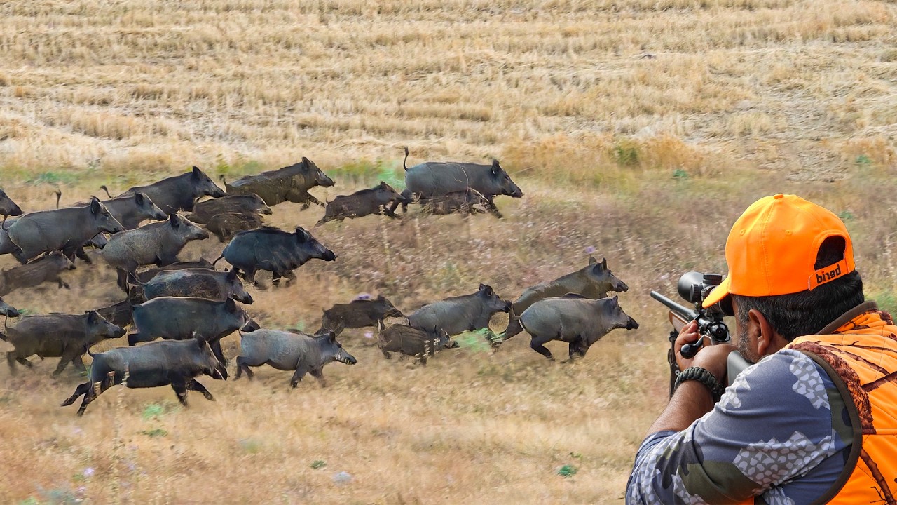 OUT OF CONTROL Hunting Massive Wild Boar Herds