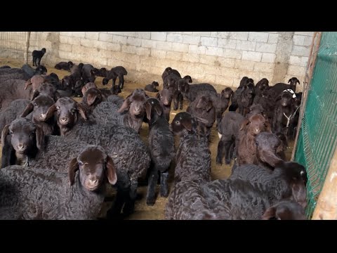 MİNİK MOR KARAMAN KUZULAR ÇOĞALIYOR - KEÇİMİZ DOĞURDU İKİZ