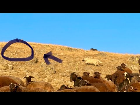YAVRU KANGAL TAVŞAN PEŞİNDE —ÇELENGİN İLK GECESİ