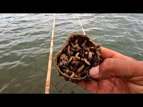 Usando essa isca no período da piracema é garantia de