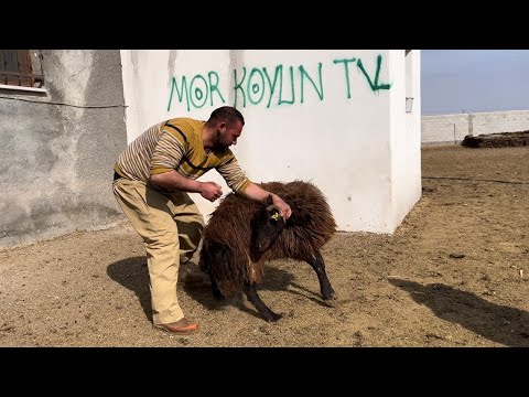 MÜSLÜMDEN YETİM KUZULARA ANNE TEKNİĞİ