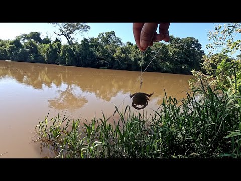 Difícil tirar esses gigantes de dentro da água um maior que