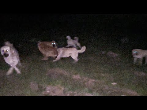 PALAZ DİĞER KÖPEKLRE DALDI - GECE KOYUN OTARMASI ( ŞÊVÎN )