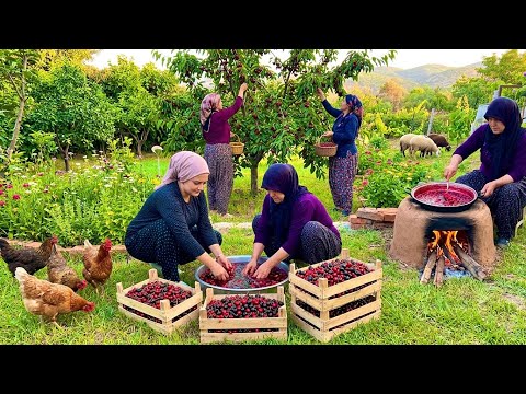 Yüksek Dağlarda Zorlu Köy Yaşamı \ Kiraz Hasadı Ve Kiraz