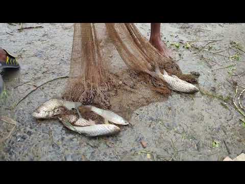 Unbelievable Net Fishing In Flood Water New Fishing In