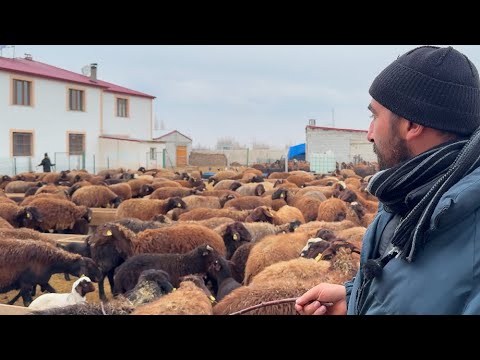 KUZULARI ANNELERİNDEN AYIRDIK ORTALIK KARIŞIK