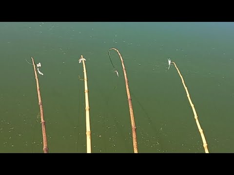 Pescaria Raiz de tilapias selvagens Gigantes ja tirei o