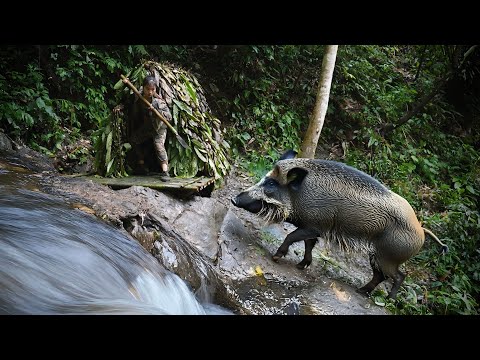 Midnight Panic, Wild Boar Attacks Shelter at Midnight, Wild