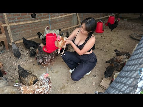 Llegué demasiado tarde... Así encontré mi GALLINERO hoy