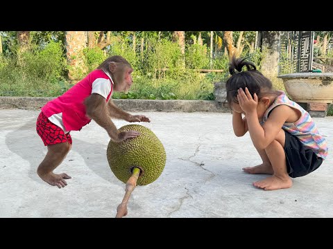 Unbelievable CUTIS secretly jackfruit sell,do special