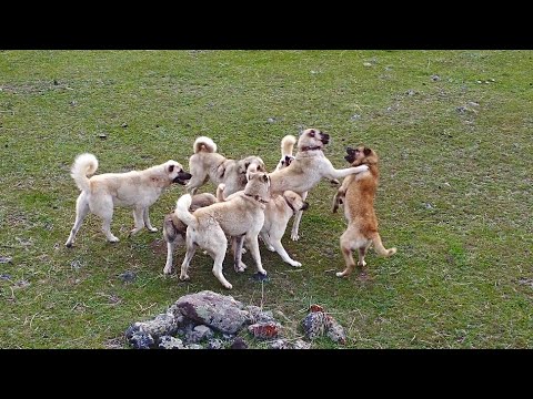 ISSIZ BİR YERDE BİR SÜRÜ KÖPEK BOĞUŞUYOR (Dronla baktım )