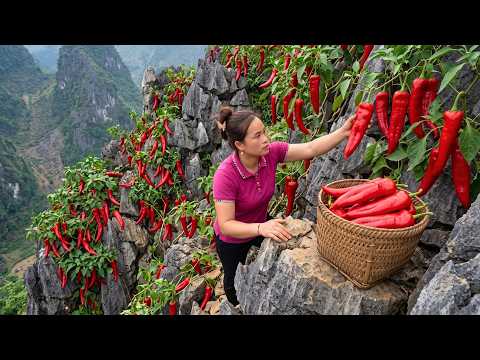 Harvesting Hundreds Of Kilograms Of Fresh Chilies And