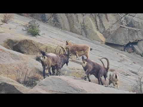 Famous Himalayan Ibex in Town himalayanibex