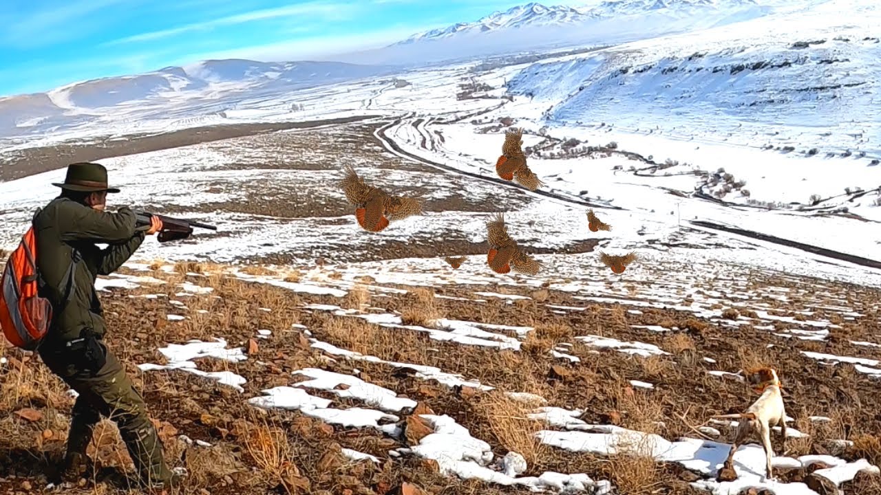 2021 tavşan keklik avlarıPartridge huntPartridge and rabbit