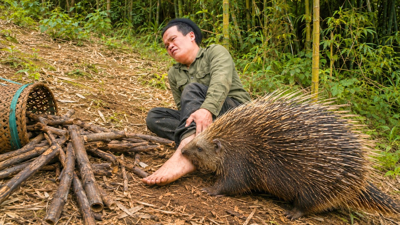 Porcupine Attacks Dwarf Family During Wild Bamboo Shoot